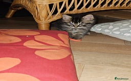 British Longhair cats for sale: Lovely kittens from super-sociable home! - Image 8