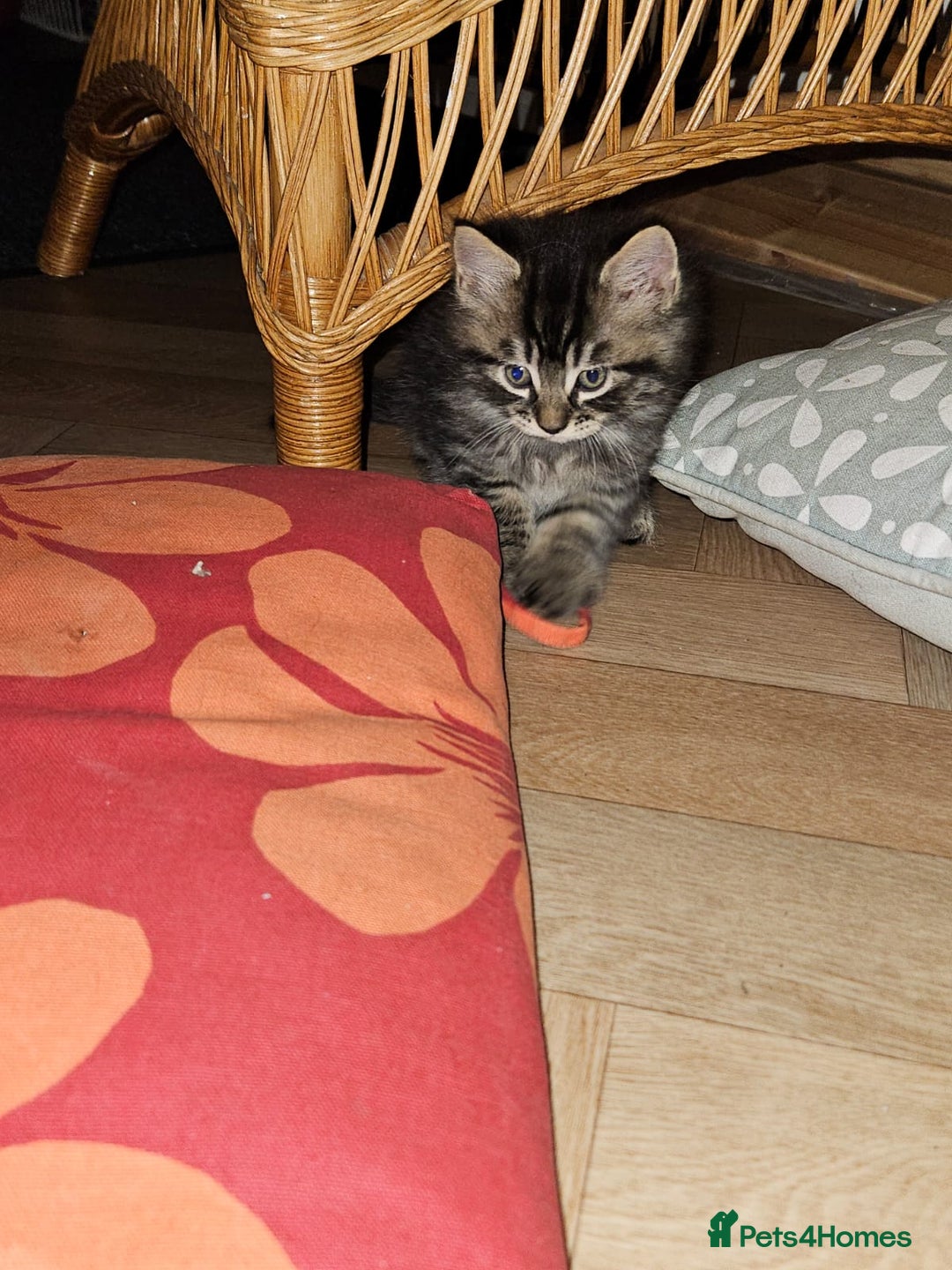 British Longhair cats for sale: Lovely kittens from super-sociable home! - Image 8