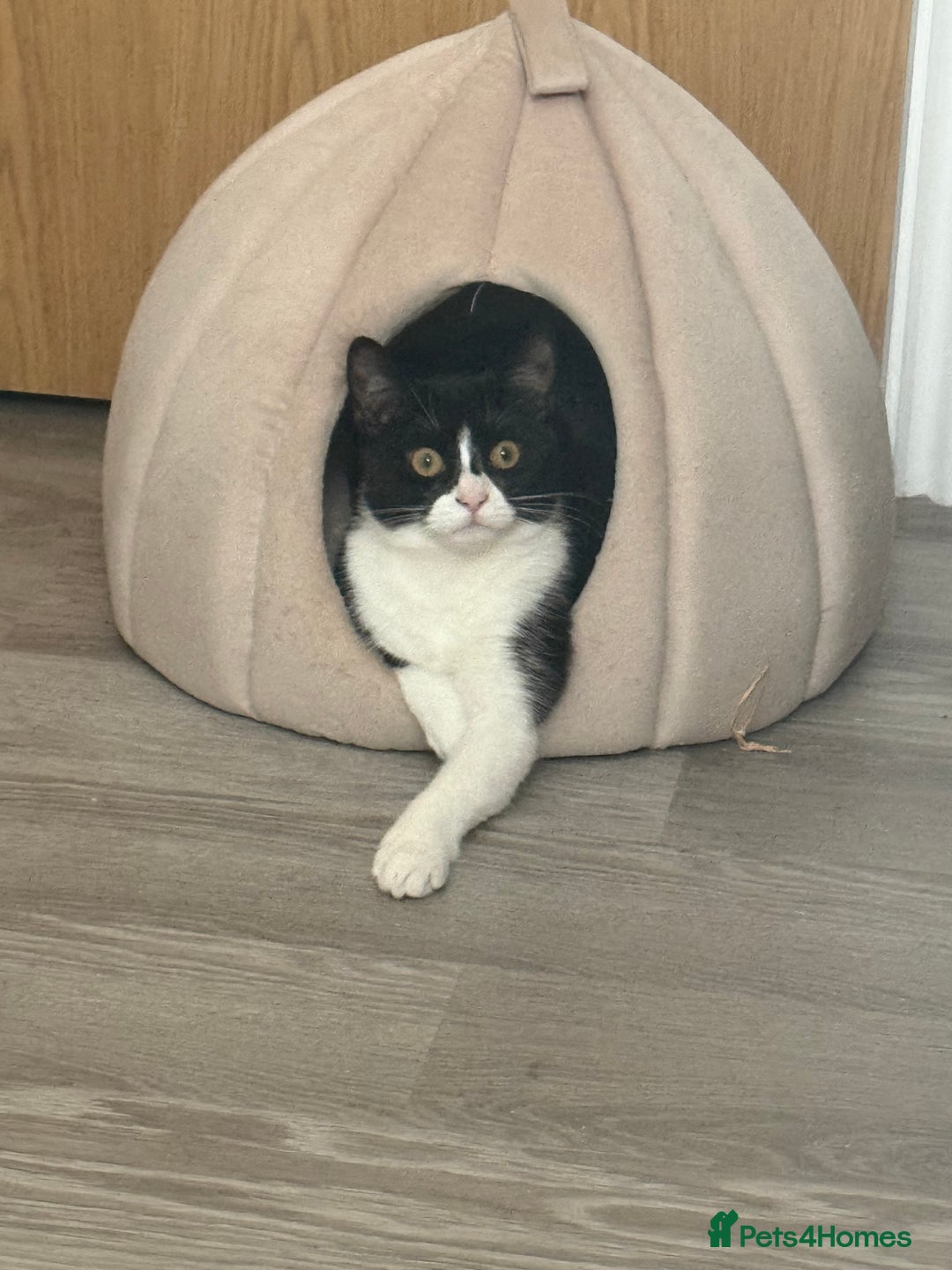 British Shorthair cats for sale: Nala 1 year old Kitten  - Image 9