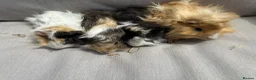 Guinea Pig rodents for sale: 5 Handsome long haired male guinea pigs. - Advert 21