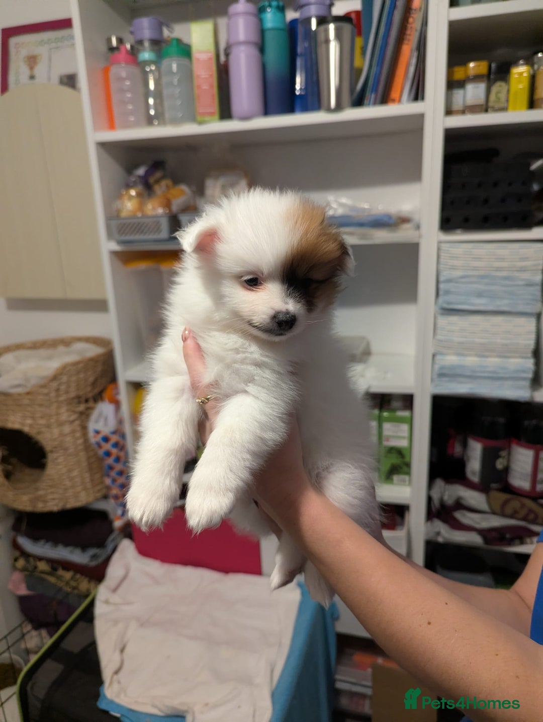 Pomeranian dogs for sale: Beautiful pom puppies - Advert 14