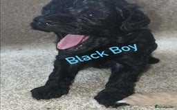 Cockapoo dogs for sale: Gorgeous Cockapoo puppy’s   - Image 12