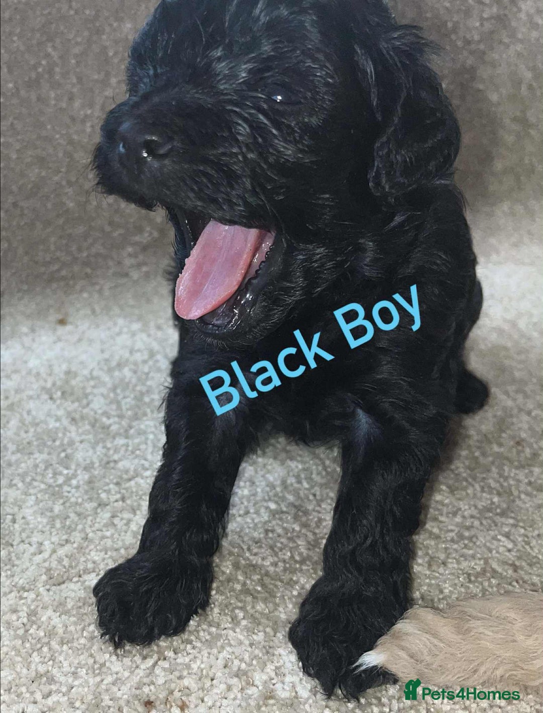 Cockapoo dogs for sale: Gorgeous Cockapoo puppy’s   - Image 12
