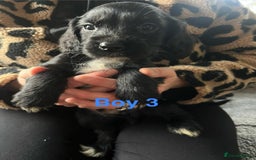 Cocker Spaniel dogs for sale: 8 Beautiful Cavalier X Cocker Spaniel Puppies - Image 9