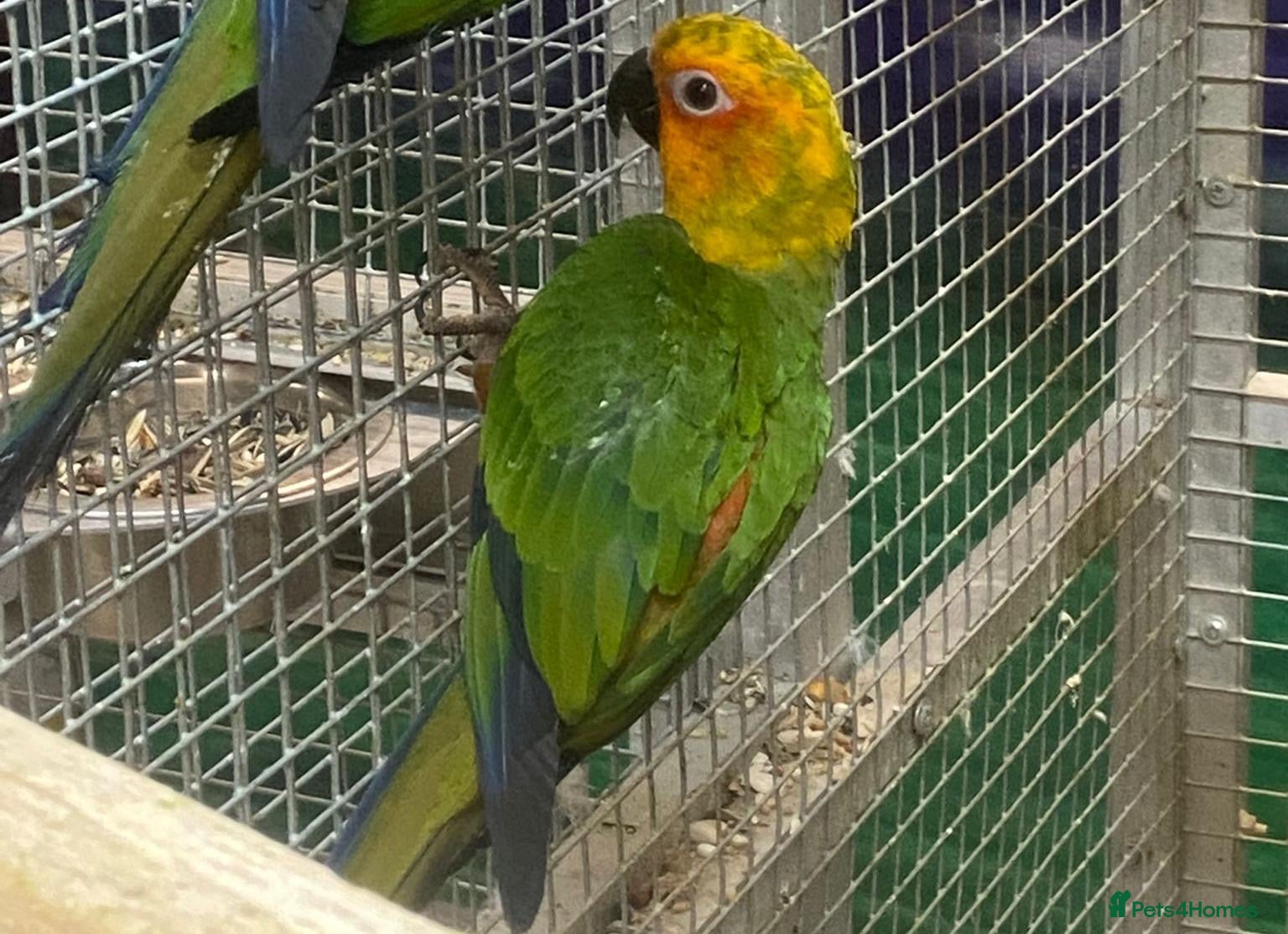 Conures birds Capri the Jenday Conure For Sale  - Advert 1