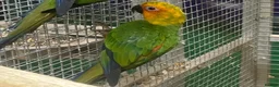 Conures birds for sale: Capri the Jenday Conure For Sale  - Advert 1