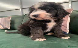 Bernedoodle dogs for sale: Standard Bernedoodle Girls Available  - Image 16