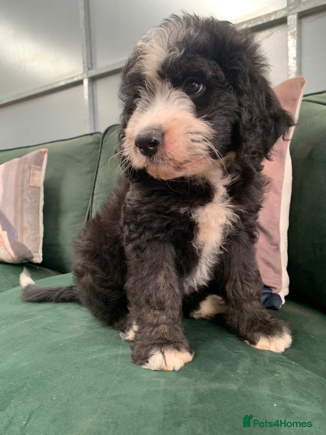 Bernedoodle dogs for sale: Standard Bernedoodle Girls Available  - Image 16