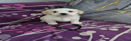 Bichon Frise dogs for sale: Pure White Bichon Frise for Sale🤍🐶 - Advert 7