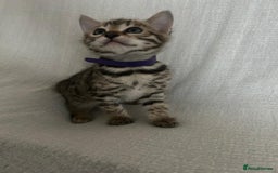 Bengal cats for sale: Beautiful Cross Bengal Kittens - Image 7