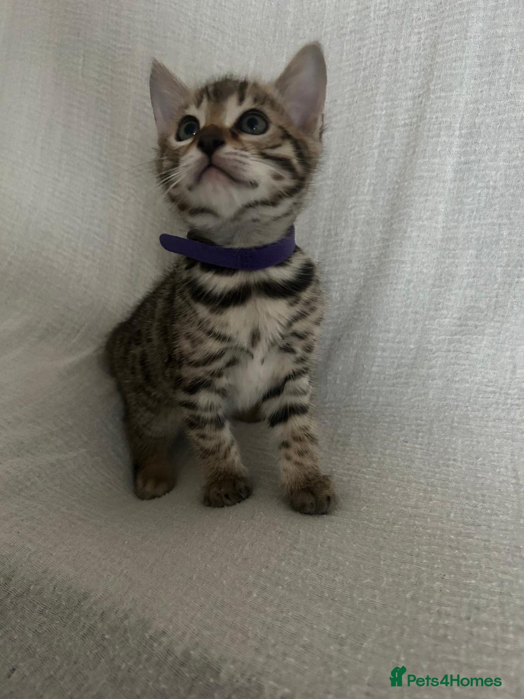 Bengal cats for sale: Beautiful Cross Bengal Kittens - Image 7