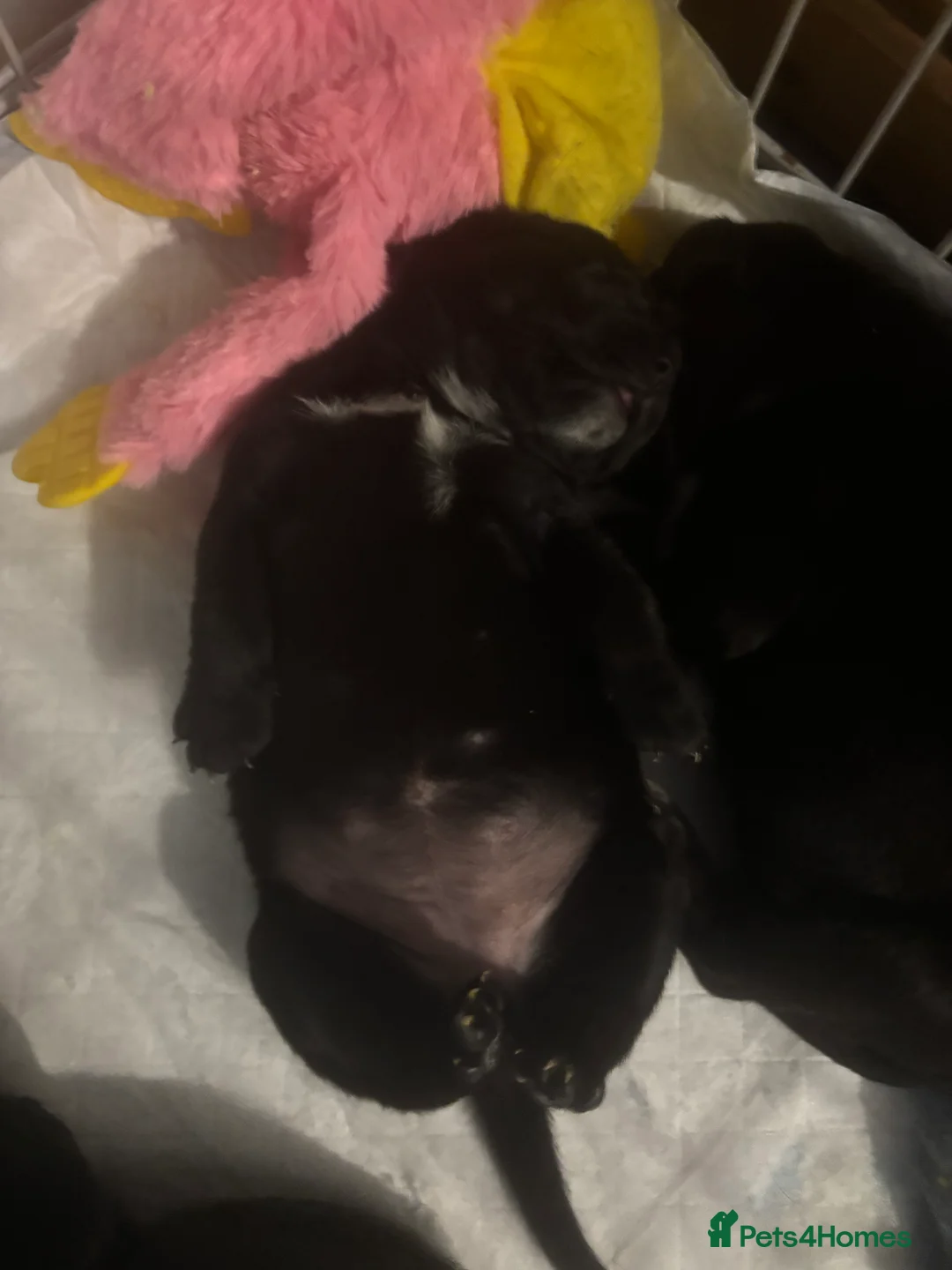 Cane Corso dogs for sale: 7 beautiful cane corso puppies  - Advert 16