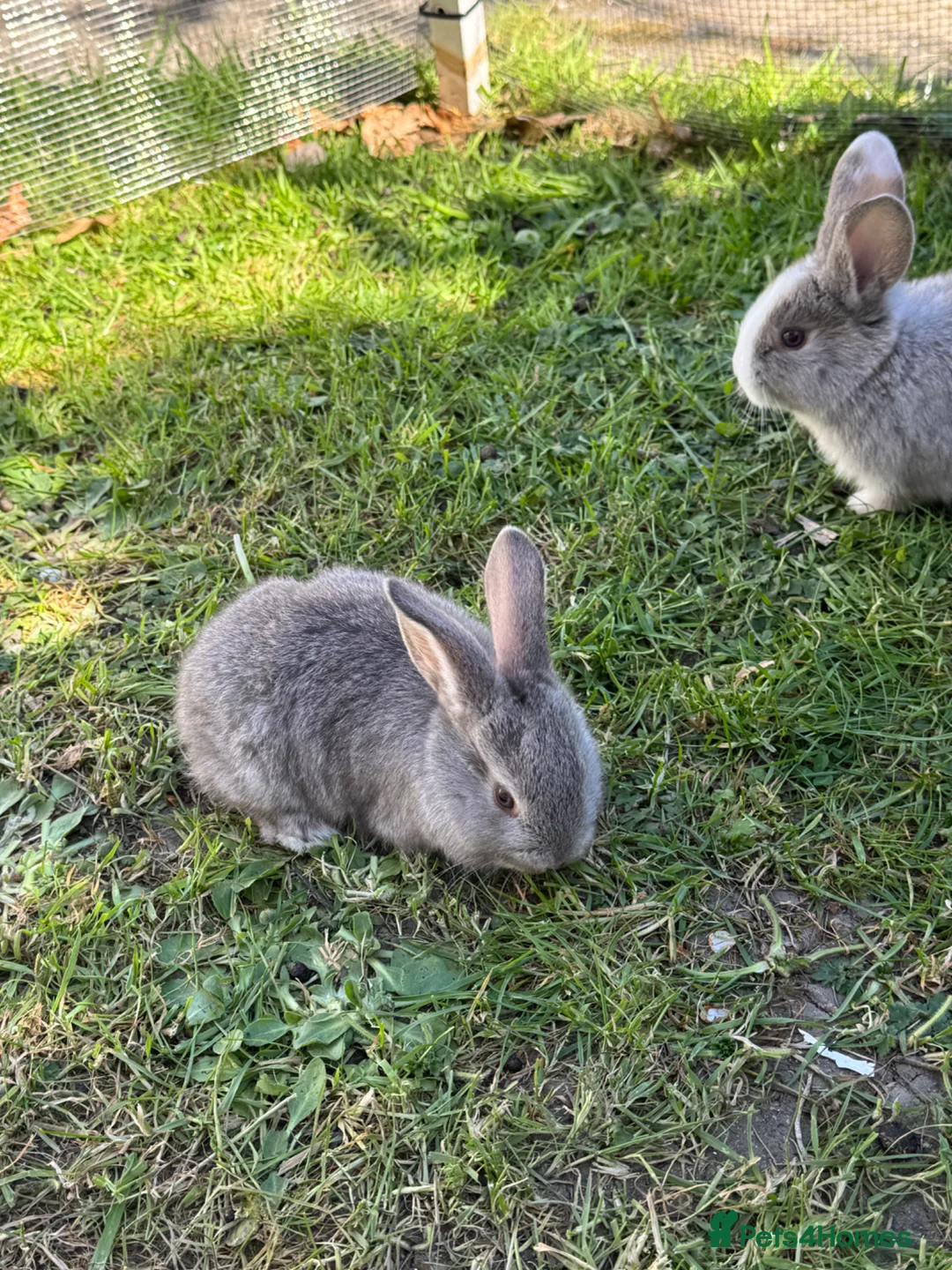 Mixed Breed rabbits for sale: 6 bunnies.boys and girls - Advert 14