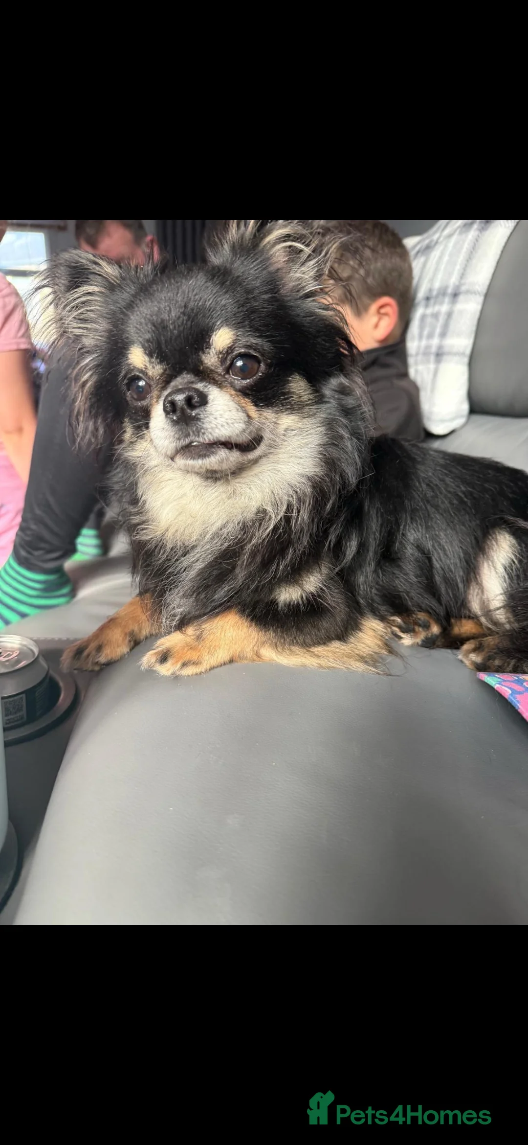 Chihuahua dogs for sale: Gorgeous Chocolate Tri Longcoat Chihuahua - Advert 10