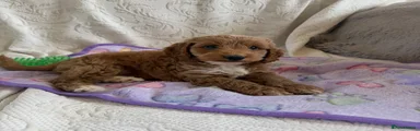 Cockapoo 3