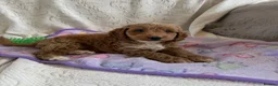 Cockapoo dogs for sale: Toy cockapoo - Advert 16