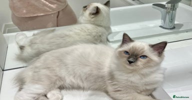 Ragdoll cats - Advert 11