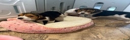 Beagle dogs for sale: Genuine Foot Beagle Puppies - Advert 3