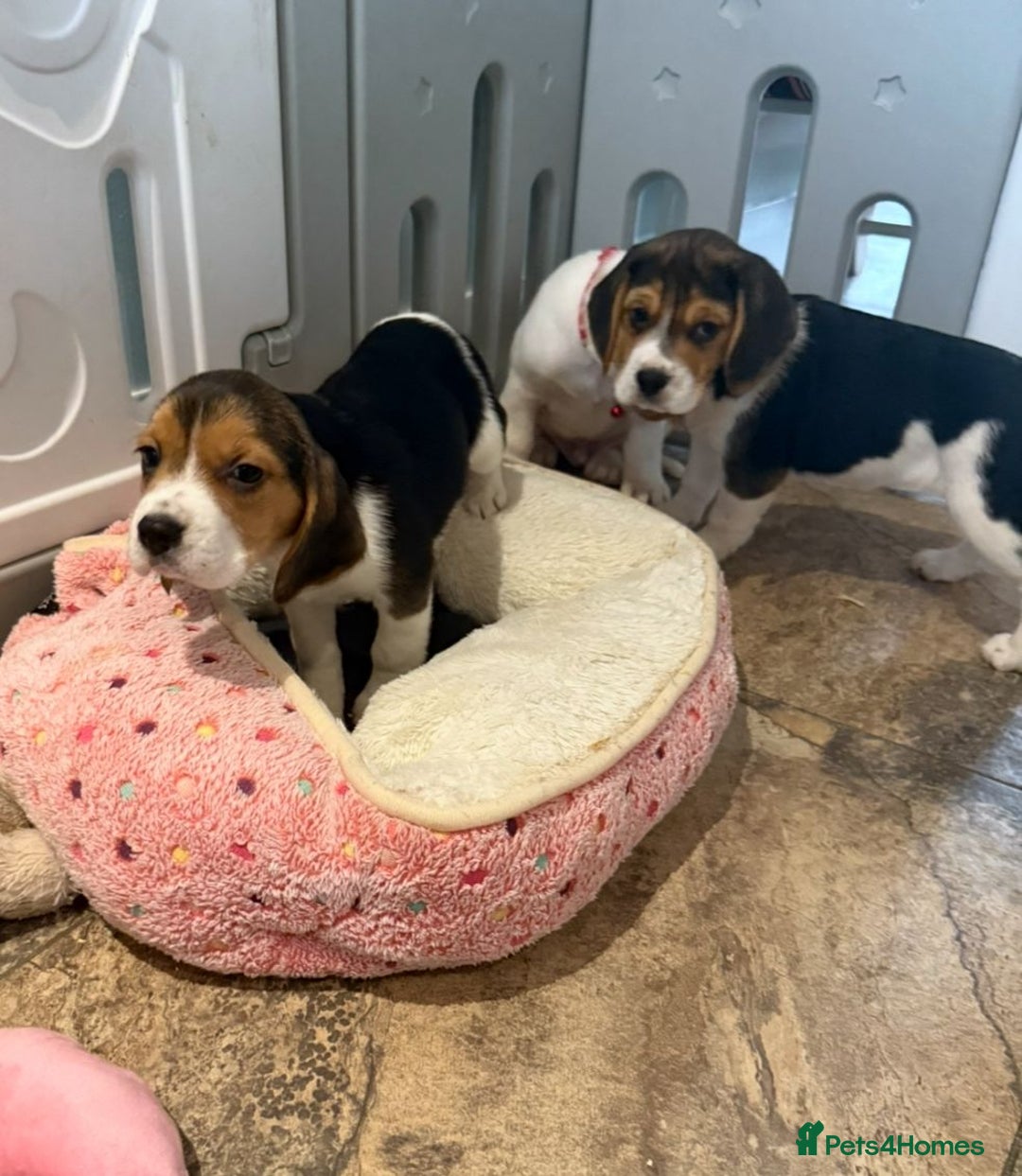 Beagle dogs for sale: Genuine Foot Beagle Puppies - Advert 3