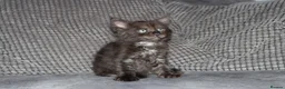 Maine Coon cats for sale: beautiful Maine coon kittens (2 poly) - Advert 19