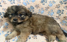 Mixed Breed dogs for sale: Beautiful cavapoopoms looking for forever homes  - Image 7