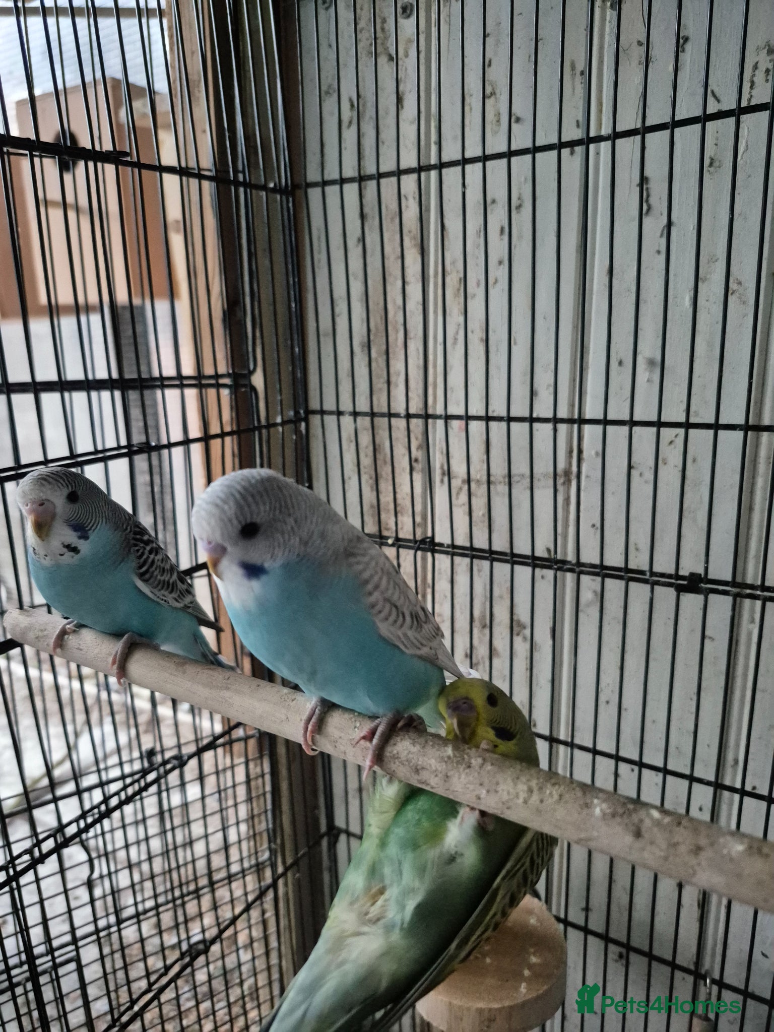 Budgerigars birds Baby budgies - Advert 22