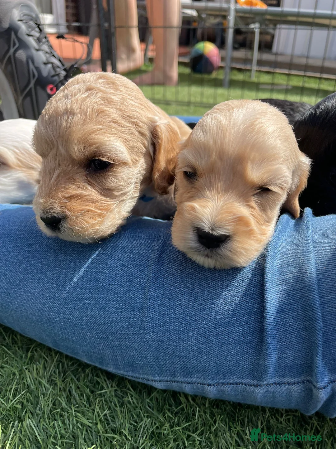 Cockapoo dogs for sale: Cockapoo Pups - Advert 14