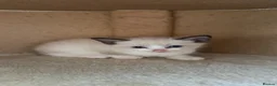 Ragdoll cats for sale: Half breed rag doll  in Coventry - Advert 6