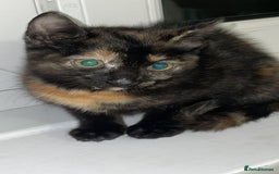 American Shorthair cats for sale: Kittens for sale  - Image 5