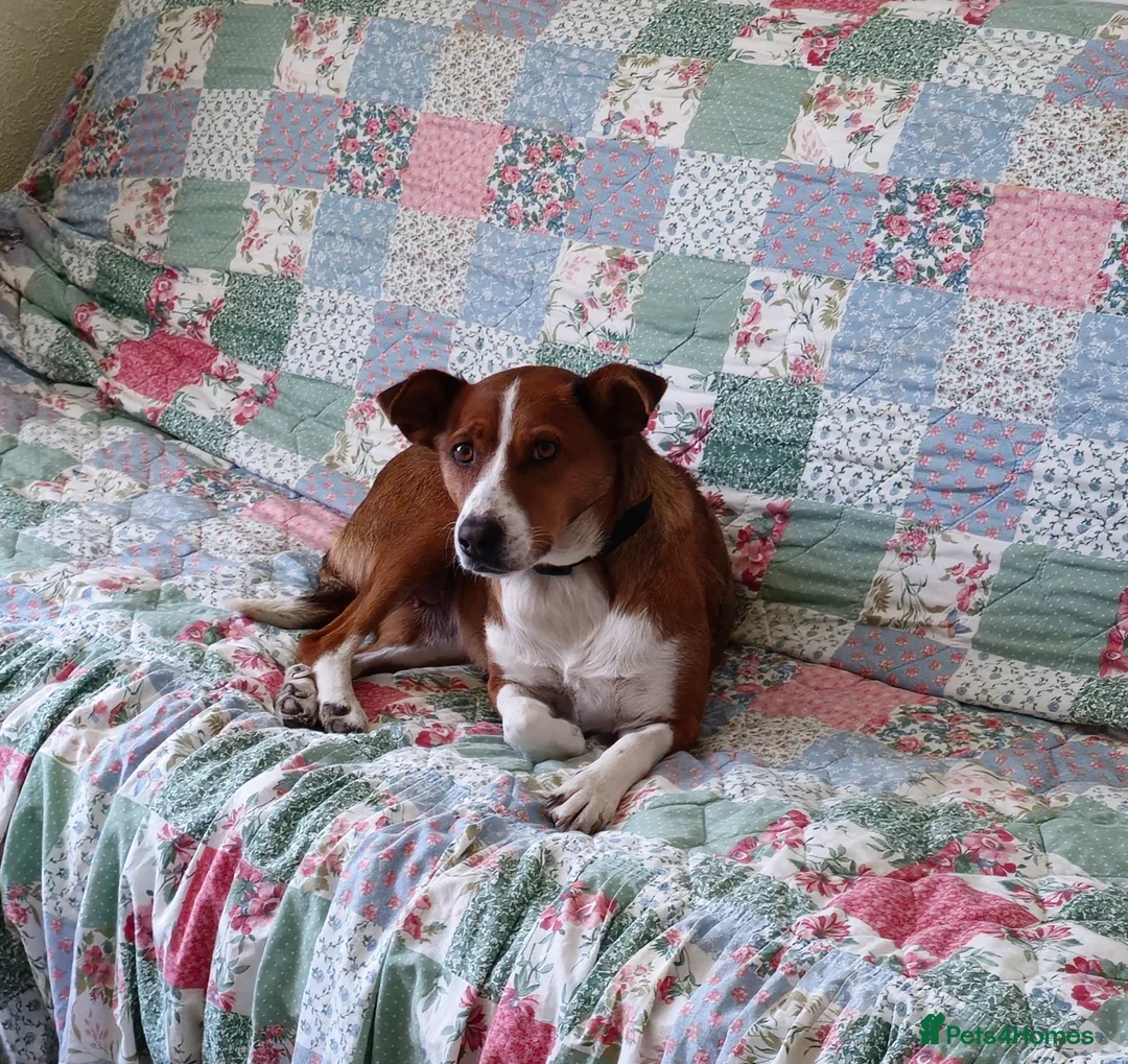 Mixed Breed dogs for adoption: Affectionate Milli looking for experienced owners - Advert 2