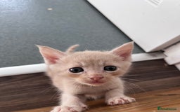 Mixed Breed cats for sale: Mainecoon/Bengal X kittens - Image 5
