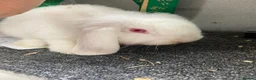 Dwarf Lop rabbits for sale: Red eyed white dwarf lop does  - Advert 6