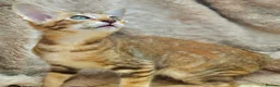 Siamese cats for sale: Stunning GCCF Siamese & Oriental Kittens - Advert 29
