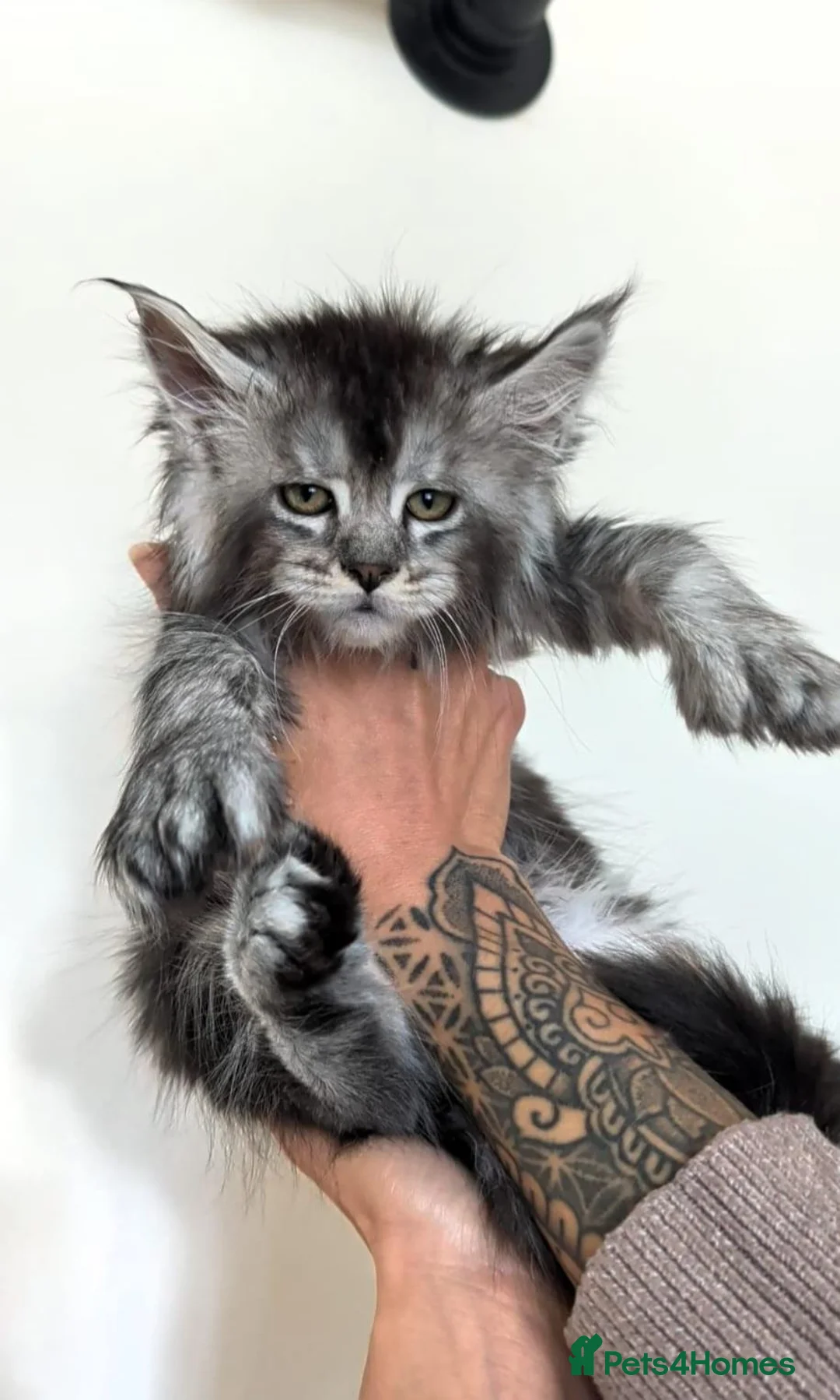 Maine Coon cats for sale: ⚜️ Championline mainecoon kittens ⚜️ - Advert 1