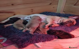 French Bulldog dogs for stud: 🌟🔥LILAC PLATINUM KC REG FRENCH BULLDOG STUD🔥🌟 in Uxbridge - Image 37
