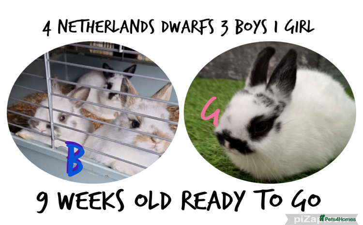Mixed Breed rabbits - Advert 1