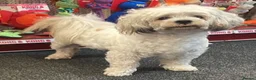 Mixed Breed dogs for adoption: Trinny needs a loving home  - Advert 2