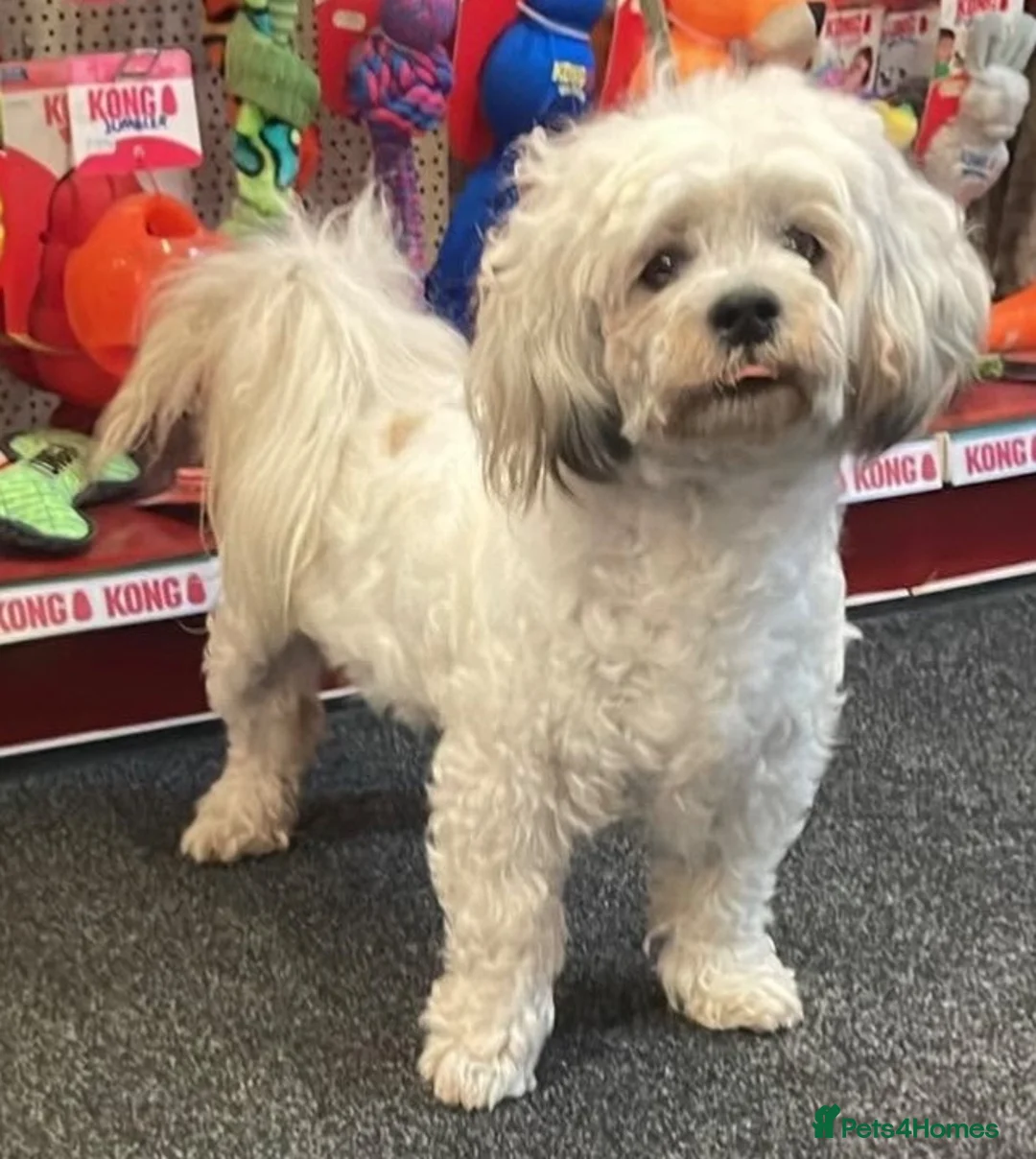 Mixed Breed dogs for adoption: Trinny needs a loving home  - Advert 2