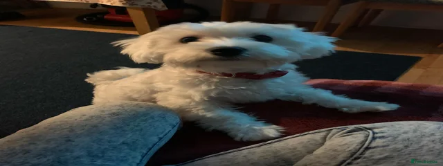 Bella