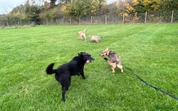 Mixed Breed dogs for adoption: Justice - Norwich Norfolk  in Norwich - Image 15