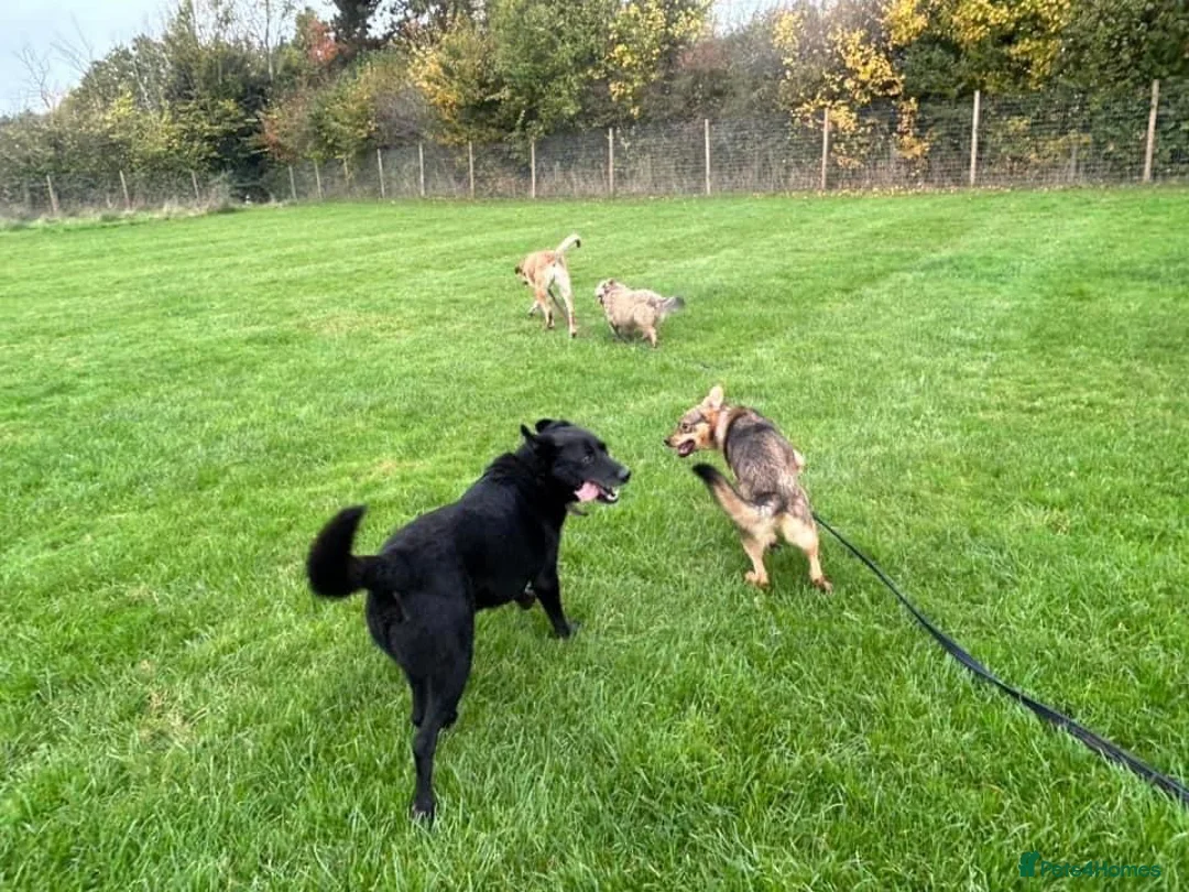 Mixed Breed dogs for adoption: Justice - Norwich Norfolk  in Norwich - Advert 15