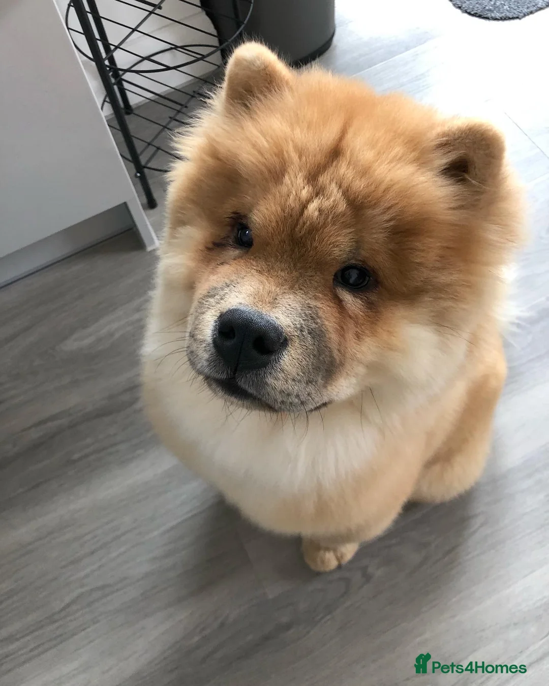 Chow Chow dogs for sale: Rehoming My Beloved Chow Chow Boy - Advert 2