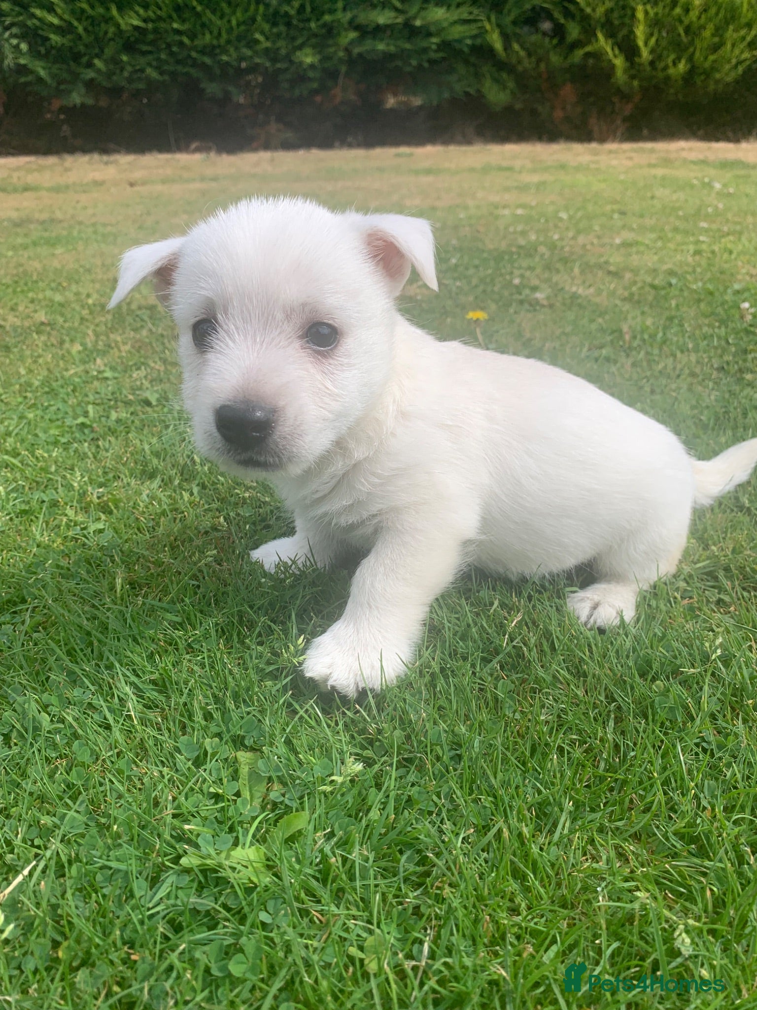 West Highland Terrier dogs 2 Westie Boys  - Advert 13