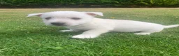 West Highland Terrier dogs for sale: 2 Westie Boys  - Advert 1