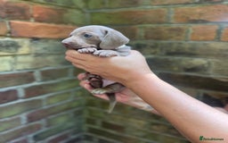 Miniature Dachshund dogs for sale: Stunning Mini Dachshund*1 LH Boy & 1 SH Girl left* - Image 18