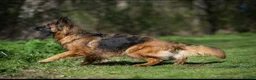 German Shepherd dogs for sale: Beautiful German Shepherd Puppies  - Advert 9