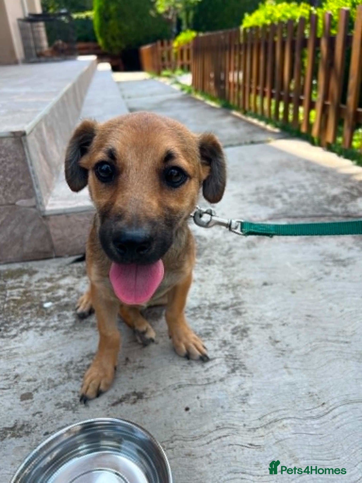Mixed Breed dogs Little Lucky is looking for a family 💙 - Advert 1