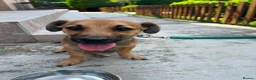 Mixed Breed dogs for adoption: Little Lucky is looking for a family 💙 - Advert 1