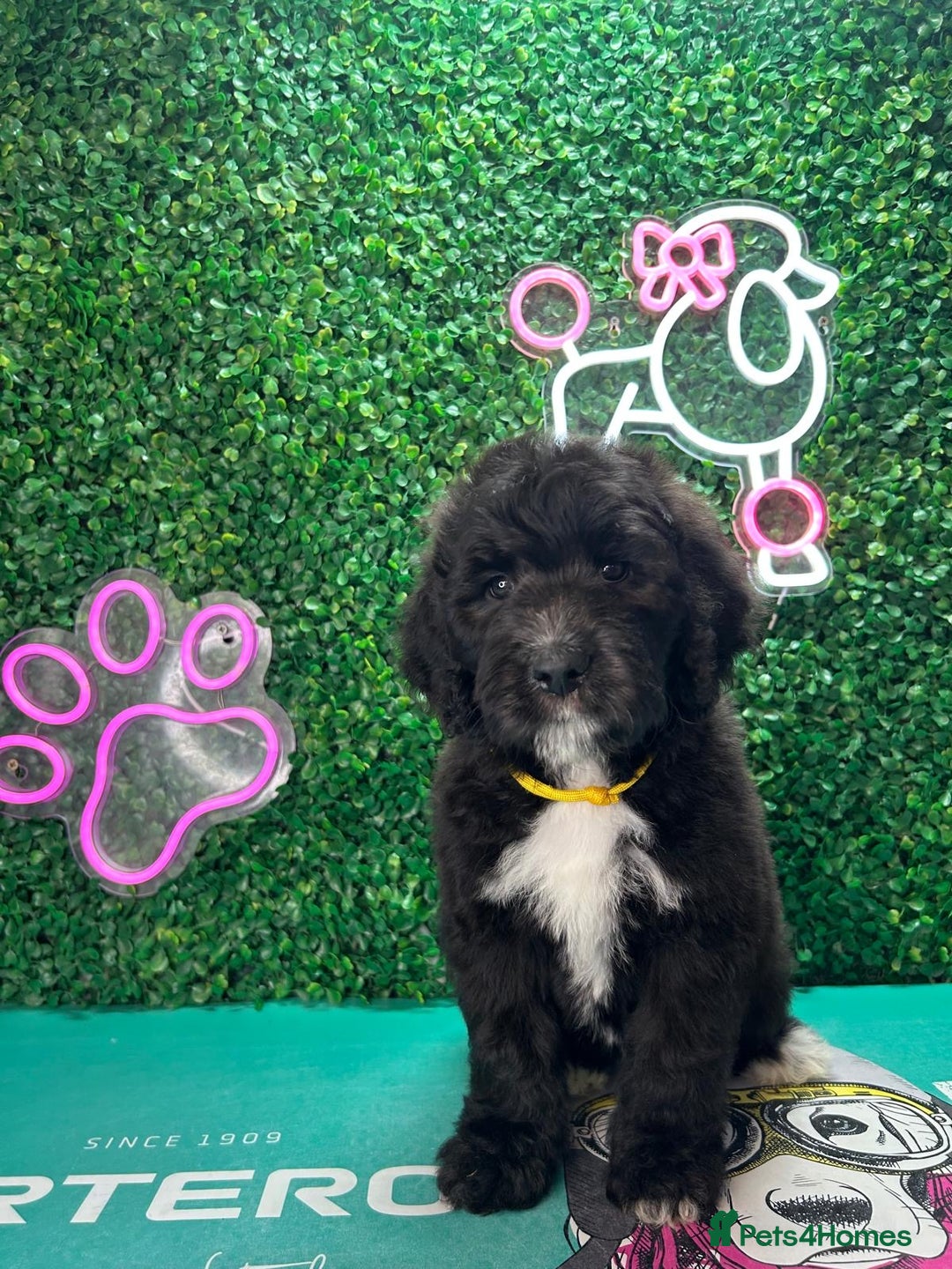 Mixed Breed dogs for sale: *Reduced* F1 Saint Berdoodles - Image 12