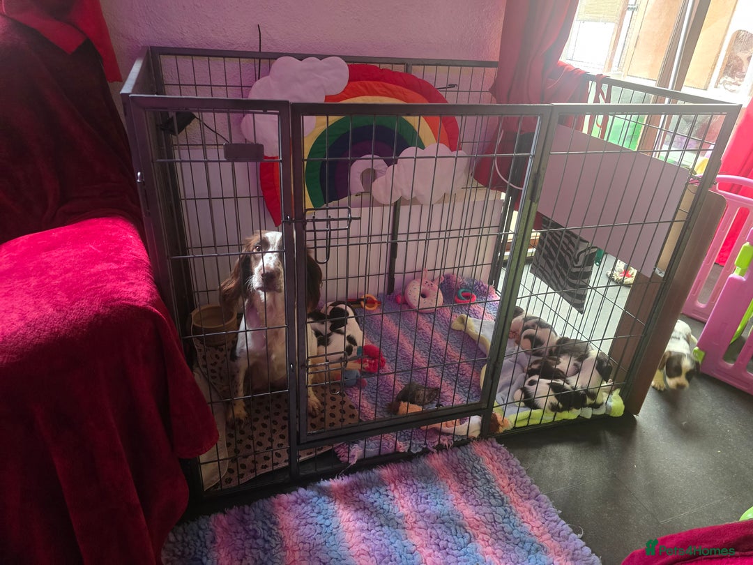 English Springer Spaniel dogs for sale: KC clear DNA vax vetted Springer Pups - Advert 11